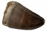 Large, Fossil Mosasaur (Prognathodon) Tooth - Morocco #262810-1